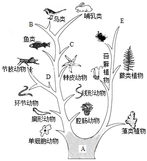 【推荐3】进化树可简明的表示生物进化历程和亲缘关系,请据图回答下列